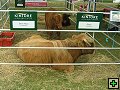 thn_NZ leden-unor 2006 081.jpg